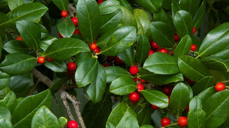 Yaupon holly leaves and berries