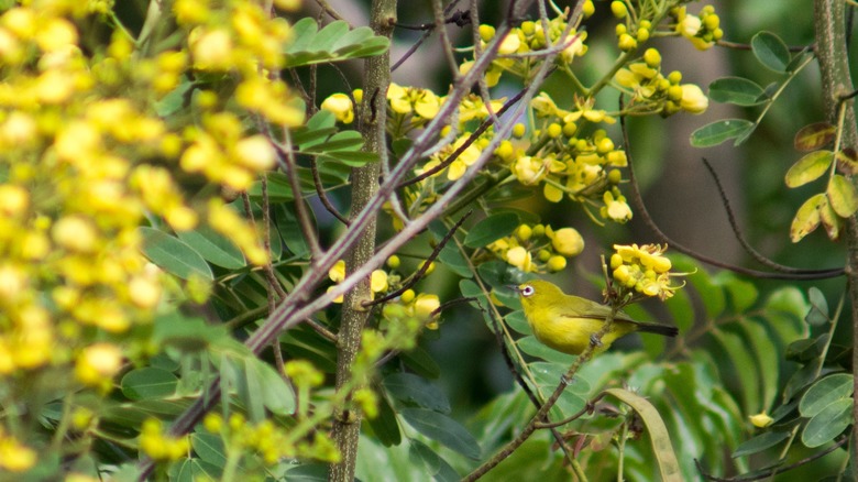 yellow bird on a cassia tree