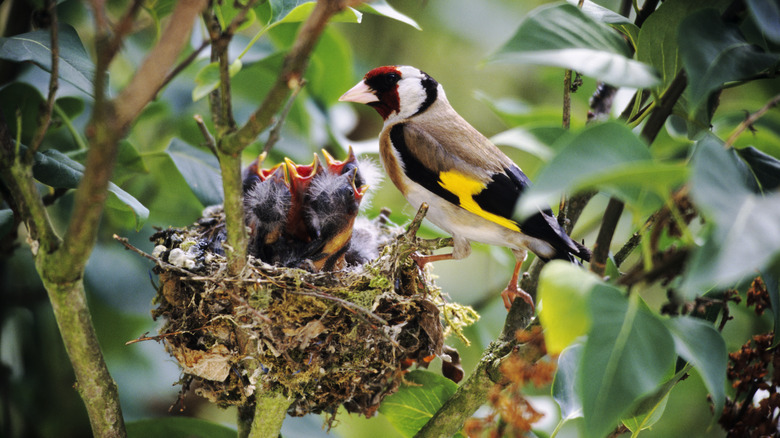 finch with babies in the nest