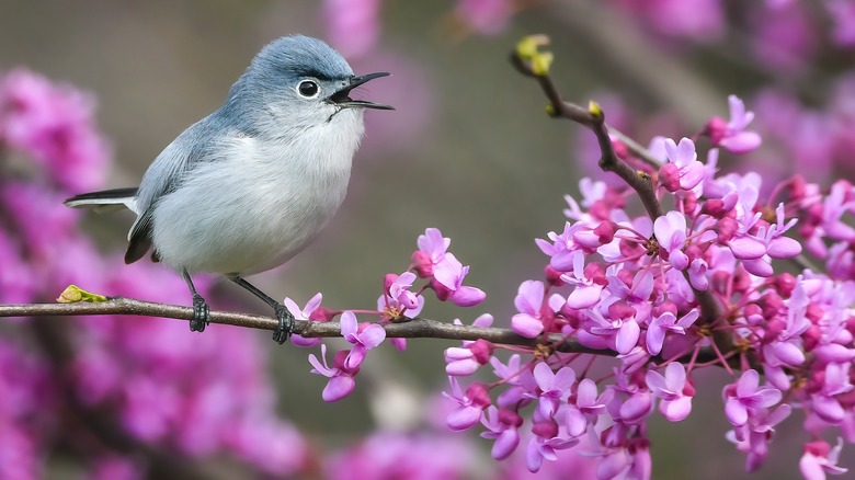 Bird on redbud tree