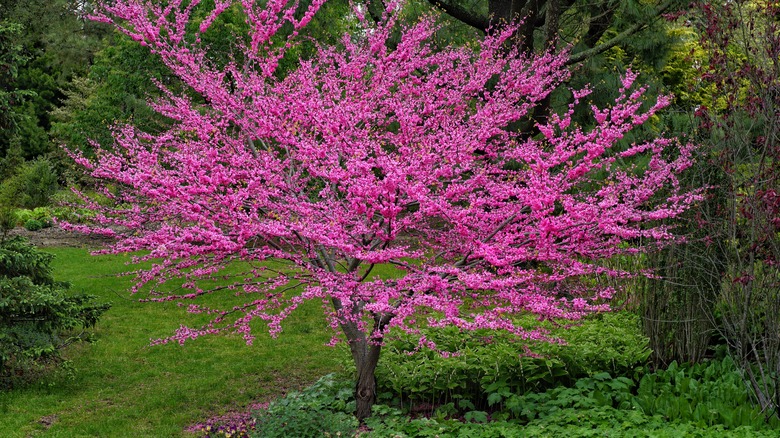 Redbud tree in full bloom