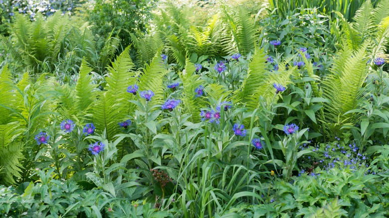 mountain cornflower mixed with other plants
