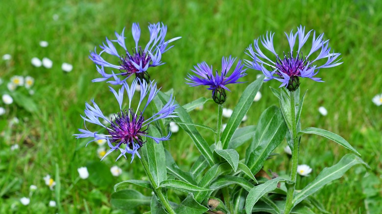 mountain cornflower blooms