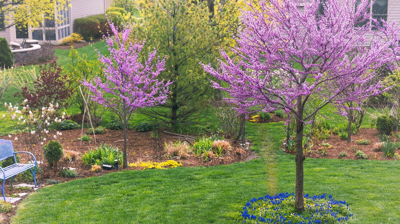 Redbud trees growing in yard