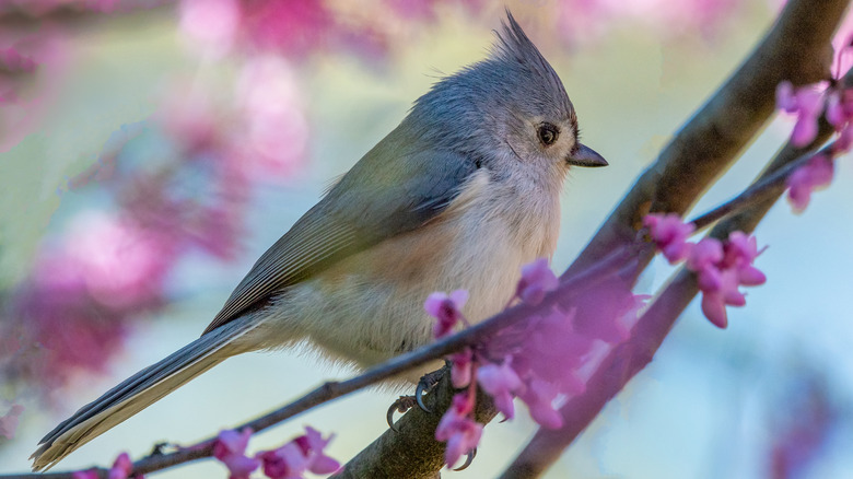 Titmouse in redbud tree