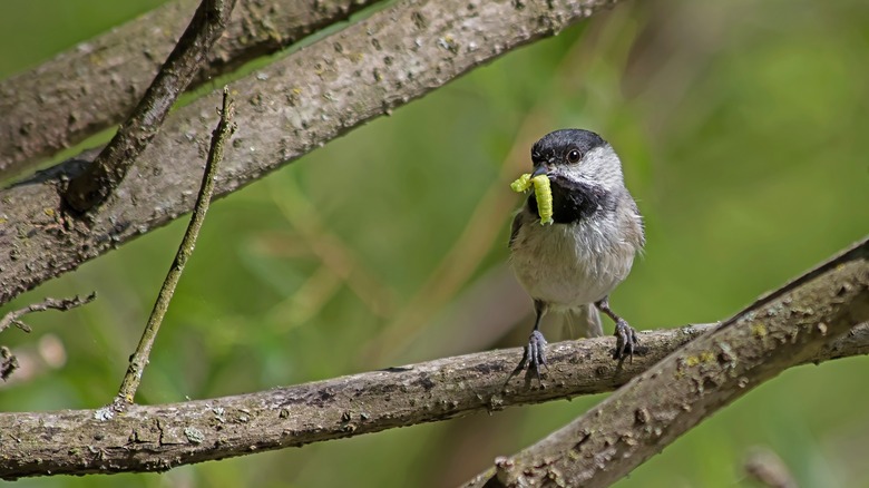 chickadee eating caterpillar 