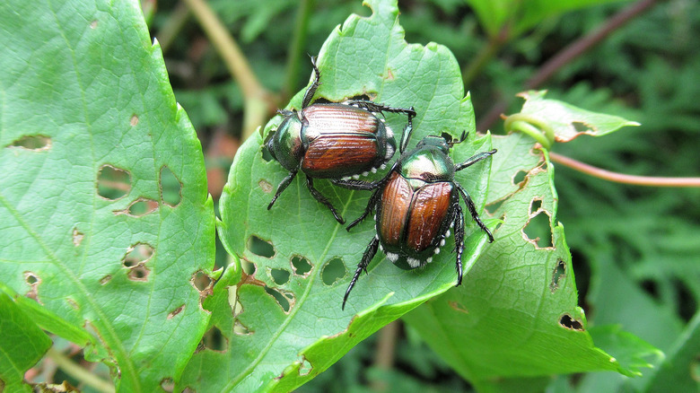 beetles on leaves