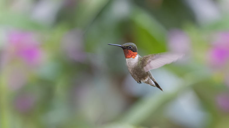 Ruby-throated hummingbird in flight