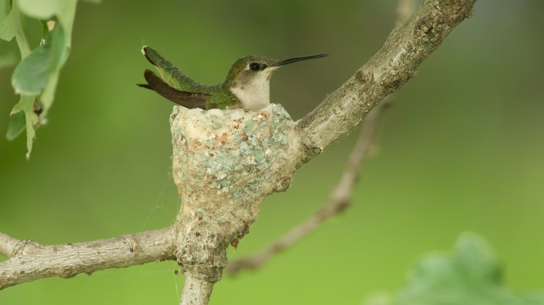 Ruby-throated hummingbird on nest