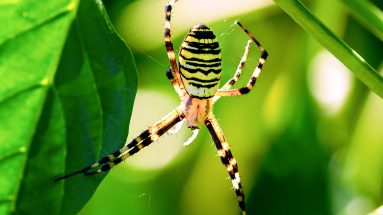 spider on leaf