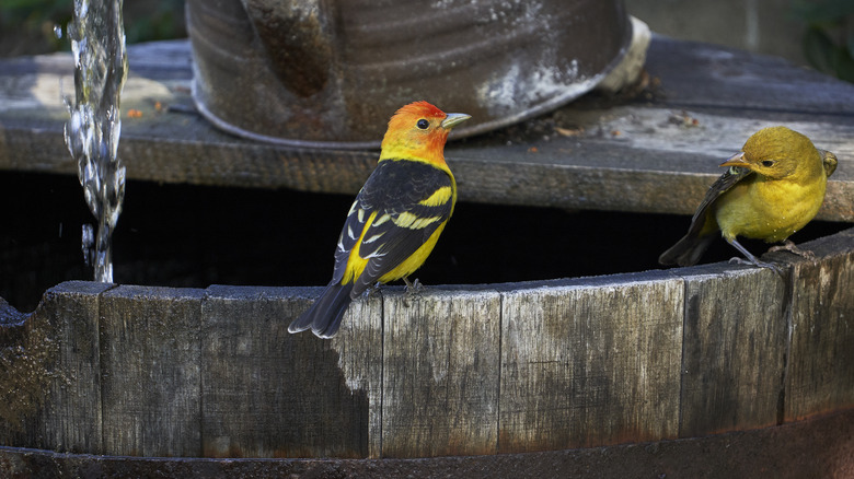 Western tanagers perching on water feature