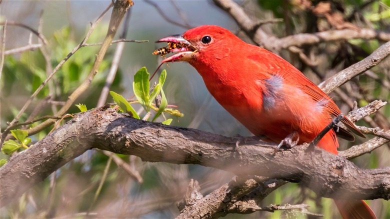 Male summer tanager eating wasp