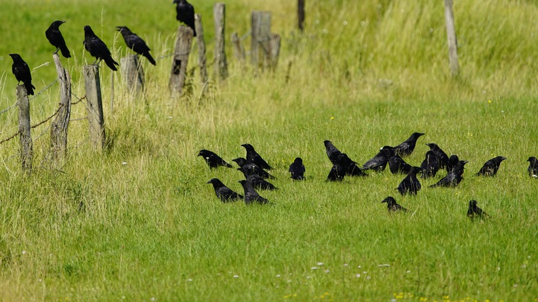 black birds on grass and fence