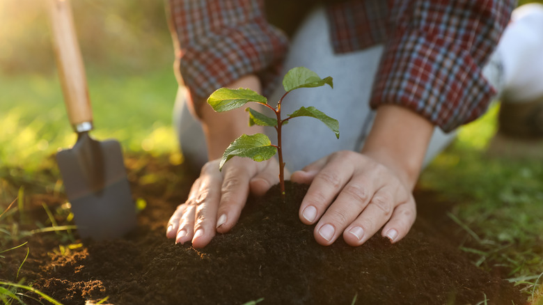 woman planting seedlings in garden