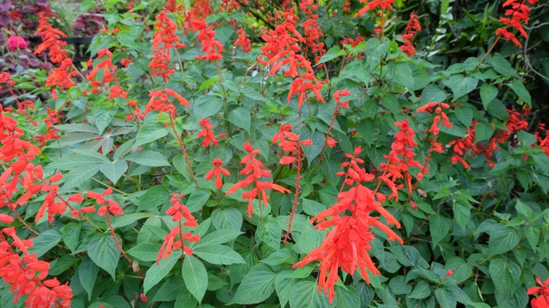 blooming scarlet sage plant