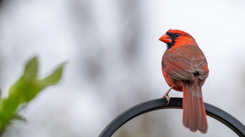 cardinal in back yard