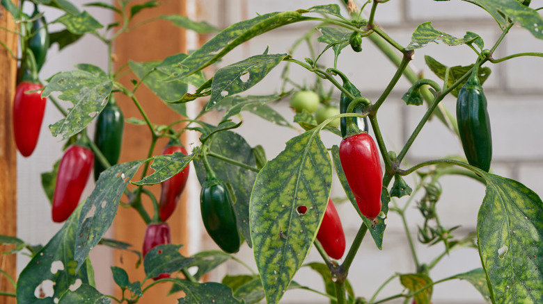 Pepper plant damaged by aphids 