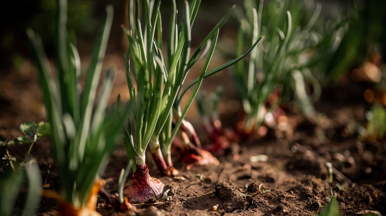 Green onions growing in garden bed