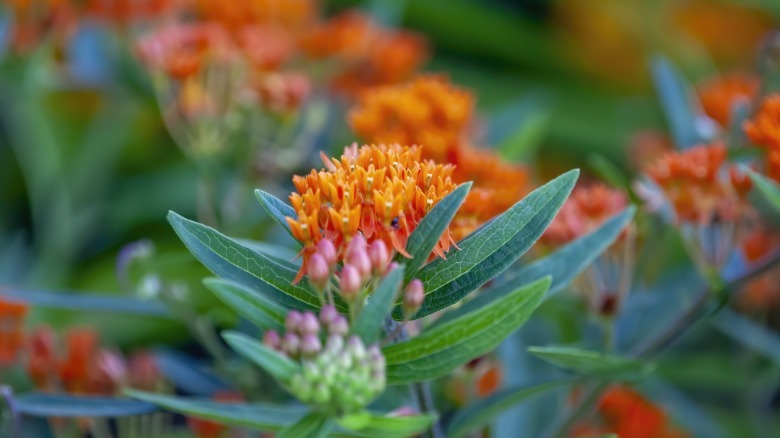 Orange milkweed in bloom with leaves and buds