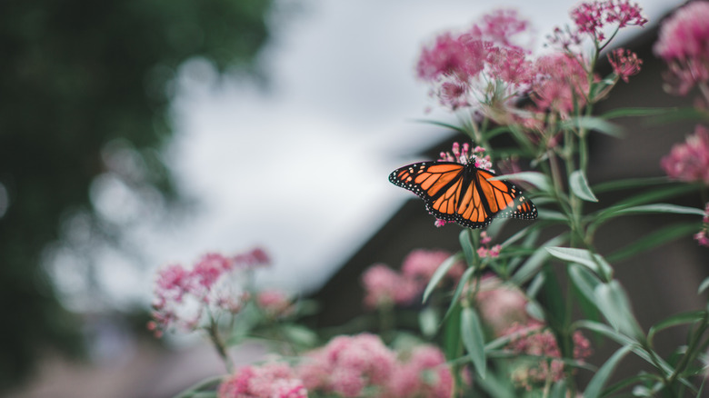 Monarch butterfly on a pink milkweed bloom