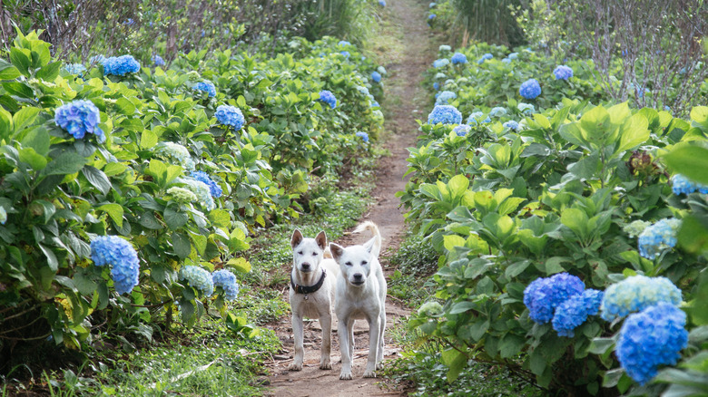 Two white dogs stand on a path between blooming broadleaf hydrangeas with blue flowers.