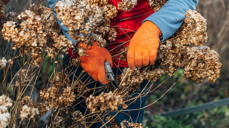 A gardener pruning a hydrangea shrub.