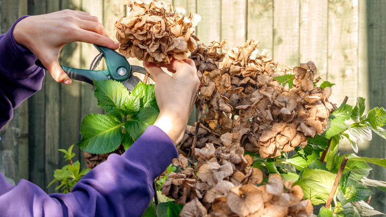 A gardener is pruning a broadleaf hydrangea shrub.