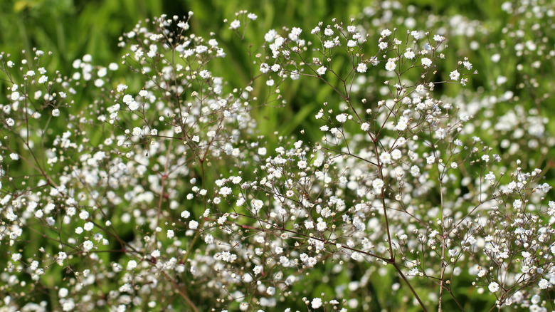 baby's breath plant