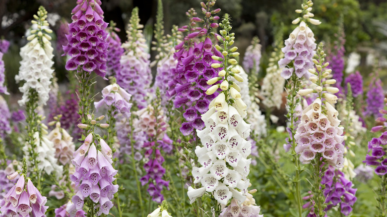 Flowering foxglove plants