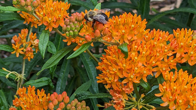 A bee on a butterfly weed flower