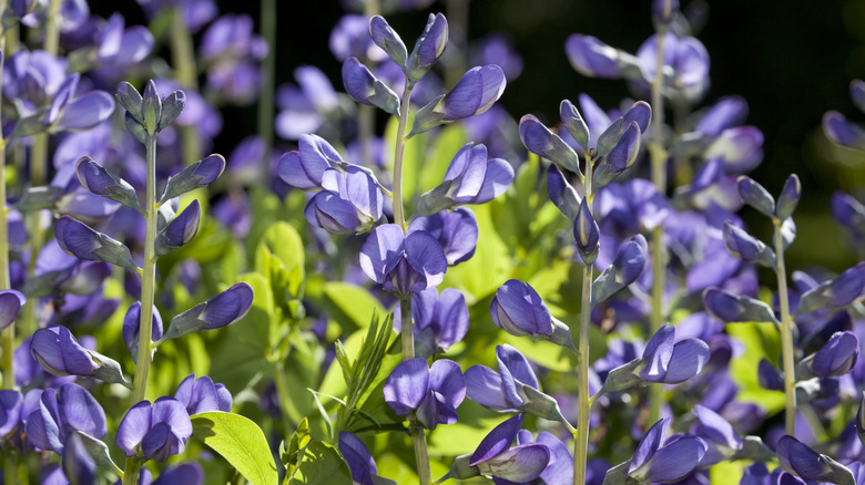 False indigo flowers