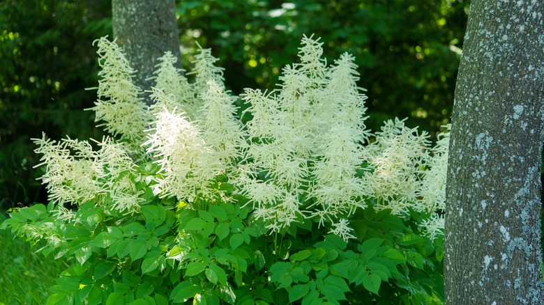 Goat's beard plant