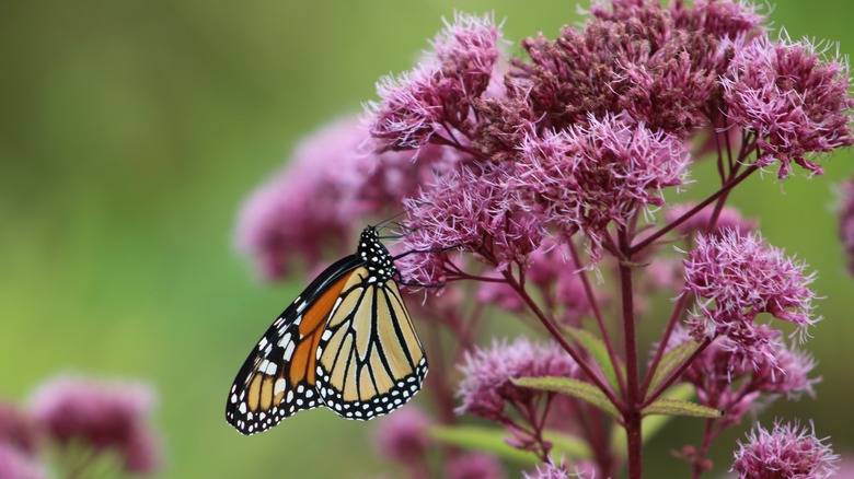 Butterfly on a Joe Pye weed flower