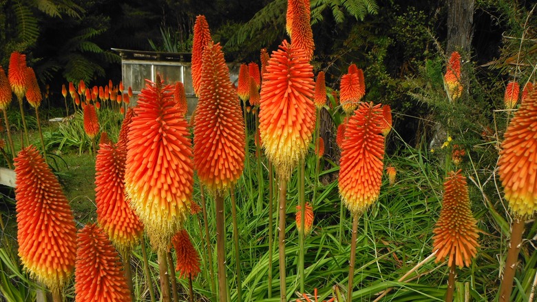 Red hot poker plants