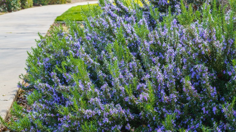 Rosemary bush in bloom