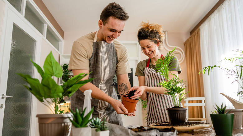 A couple potting multiple indoor houseplants