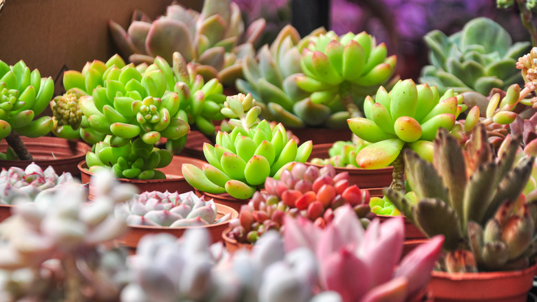 An array of succulents in different colors