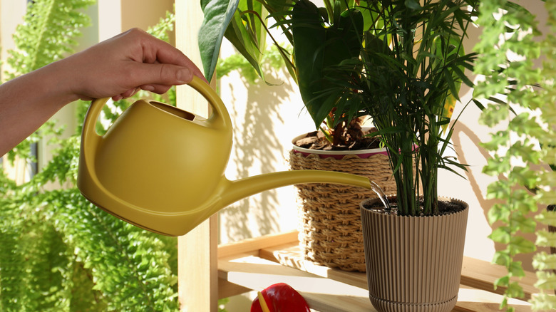 A person watering a houseplant on a windowsill with indoor ferns nearby