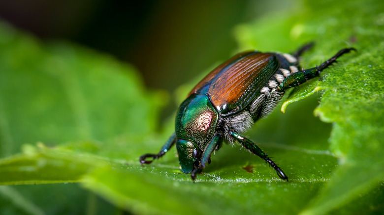 Japanese beetle feeds on leaf