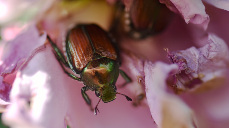 Japanese beetle inside a rose flower