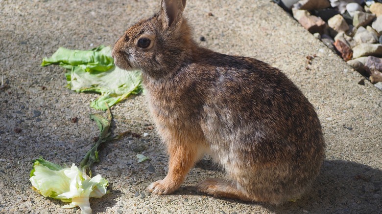 rabbit eating lettuce outside