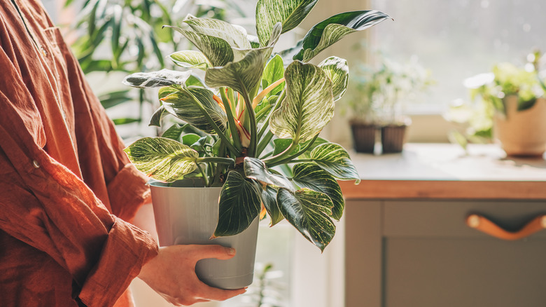 Holding a healthy houseplant