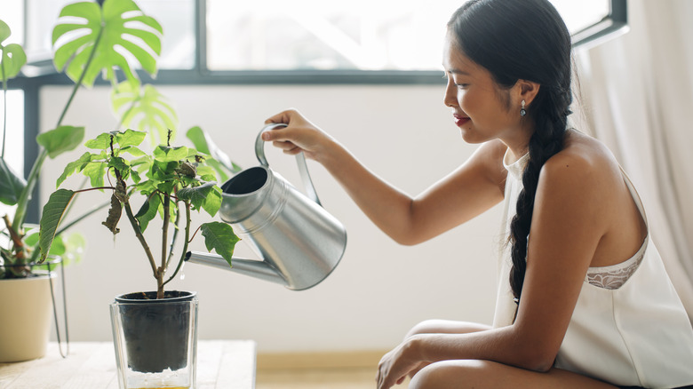 Watering plant with watering can