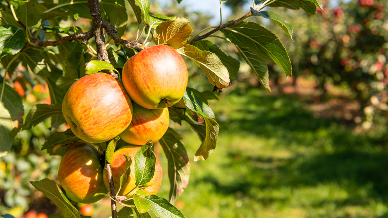 Ripe apples growing on a tree in the sun