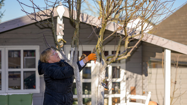 Woman pruning a bare fruit tree in winter