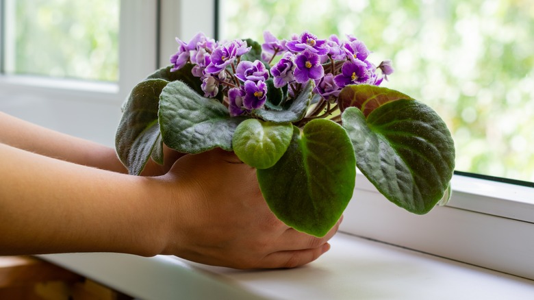 Rotating African violet houseplant