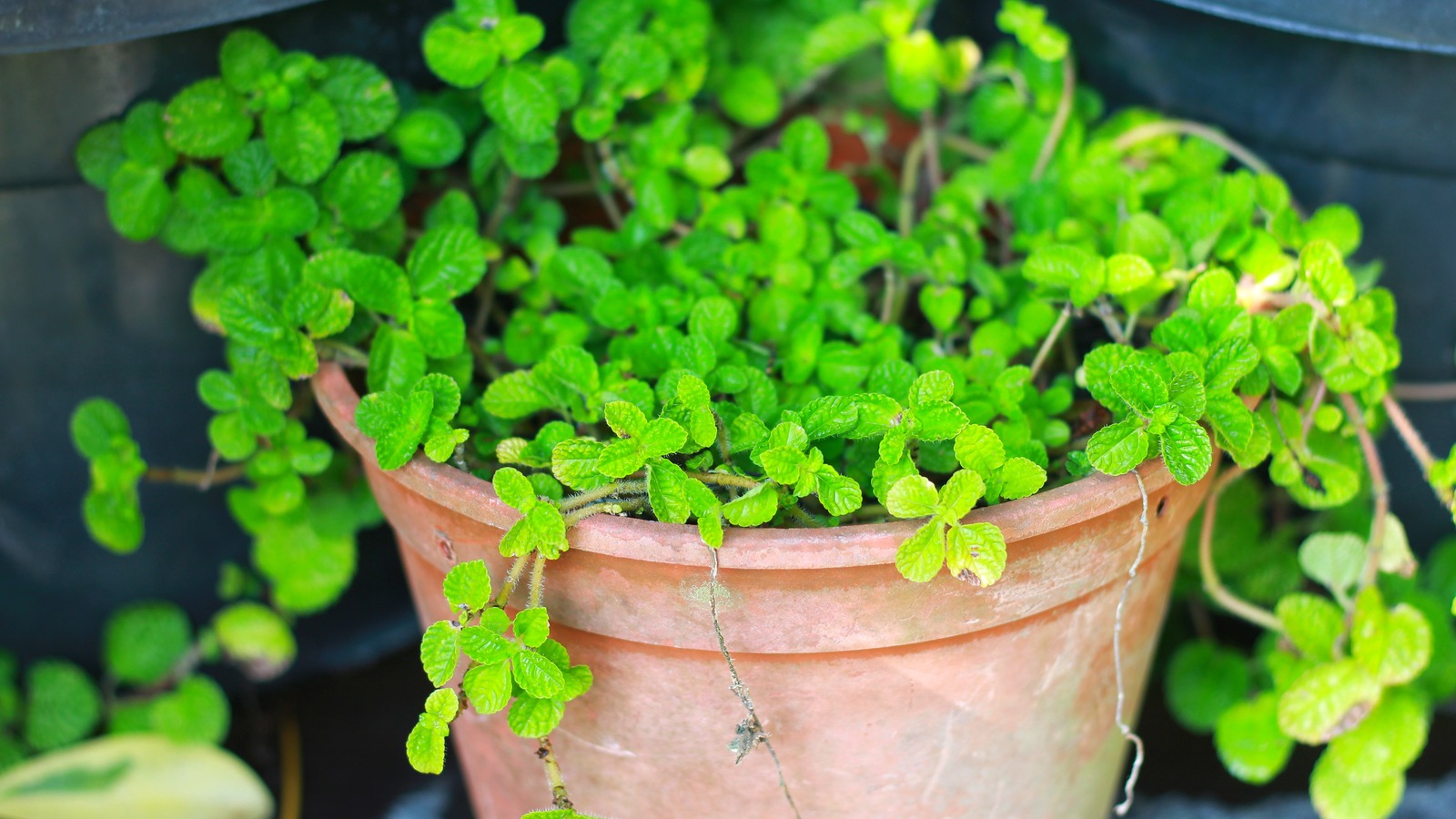 Avoid Making This Common Mistake With Your Edible Creeping Charlie ...