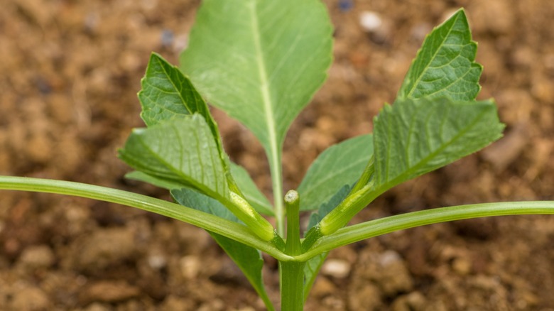 A pinched dahlia plant