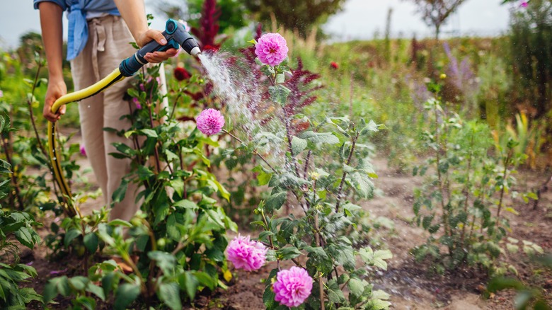 woman spraying dahlias in garden