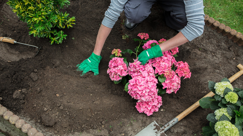 placing dirt around hydrangea plant